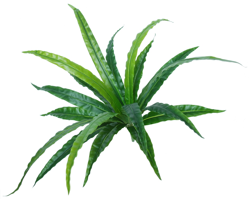 Asplenium Bush 60 cm Green