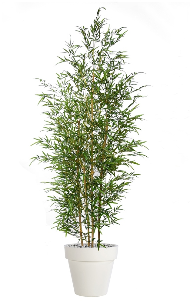 Bamboo Cespuglio 240 cm Verde