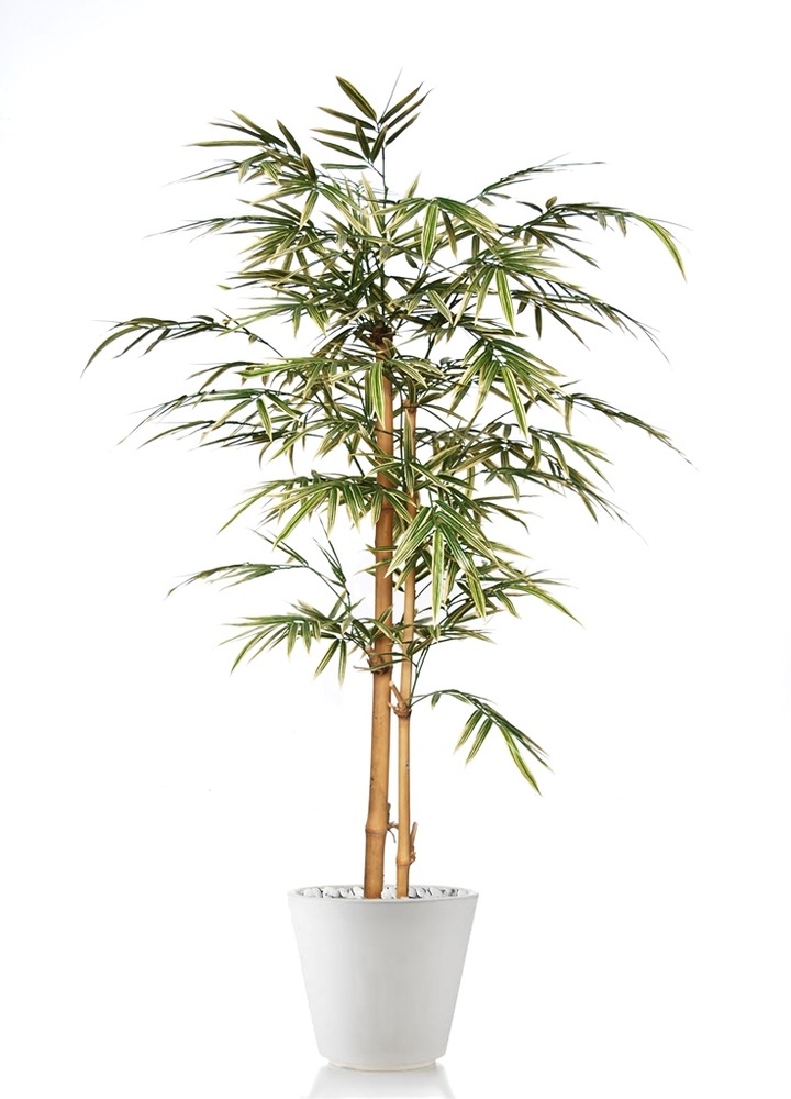 Bamboo Japanese Tree 150 cm Variegated