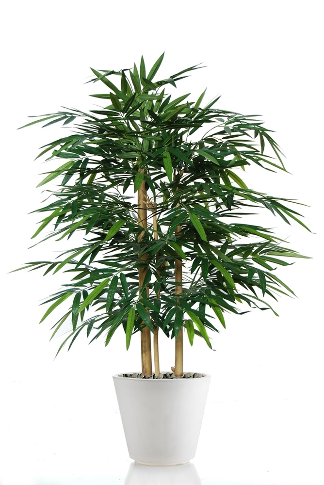 Bamboo Wild Bush 120 cm 