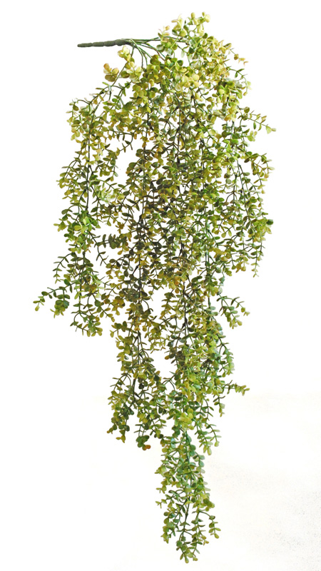 Boxwood Bush 110 cm Green