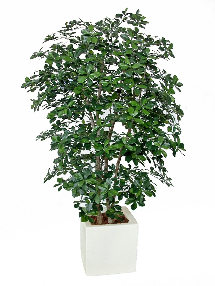 Buxifolia Rich 180 cm Green 