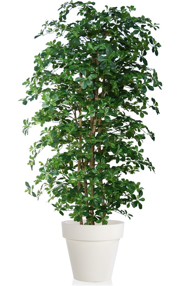 Buxifolia Rich 220 cm Verde