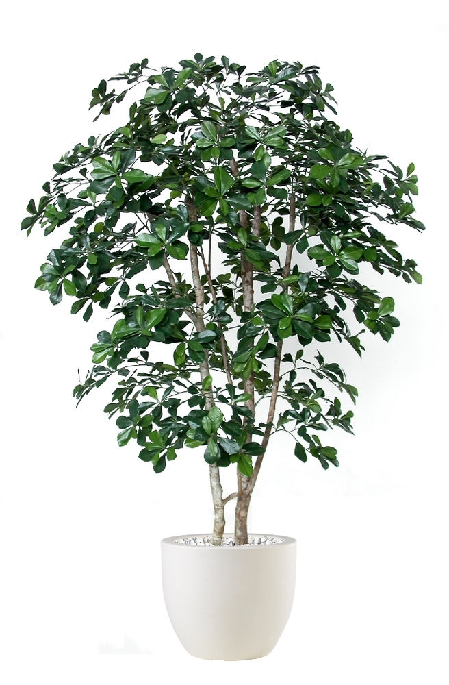 Buxifolia Freestyle 180cm