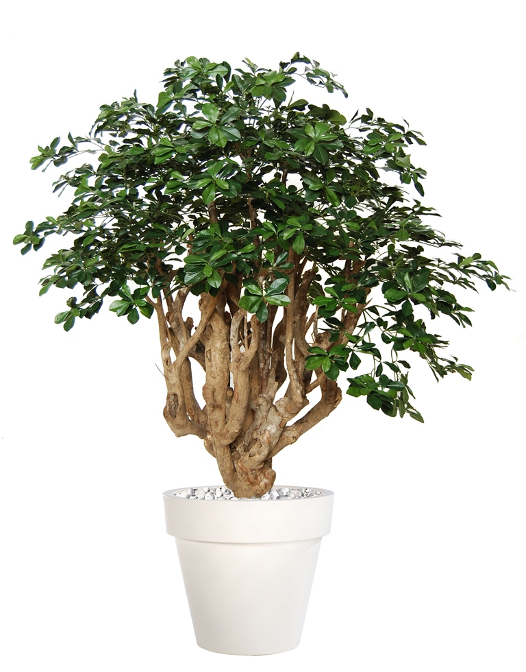 Buxifolia Giant 180 cm Verde