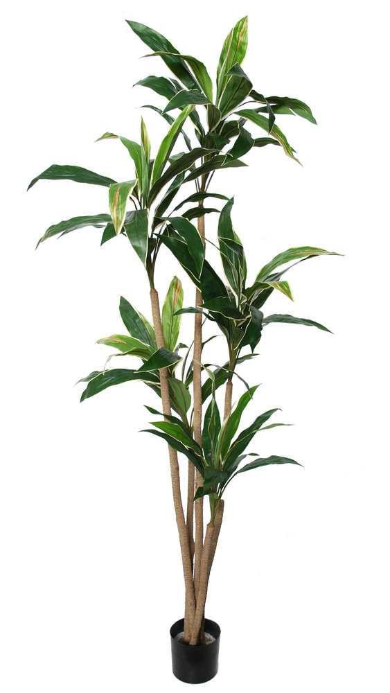 Cordyline Plant w pot 200 cm Green 