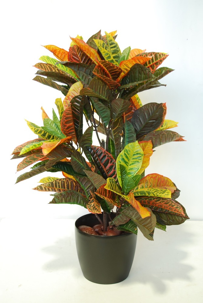Croton Cespuglio 80 cm Multicolore