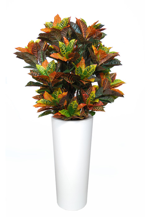 Croton Cespuglio Luxury 110 Cm Multicolore