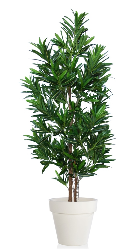 Croton California Tree 180 Cm Green/Yellow 