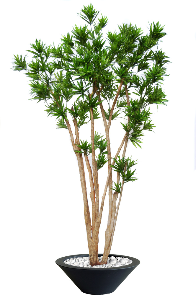 Dracaena Reflexa Upper 260 cm Green 