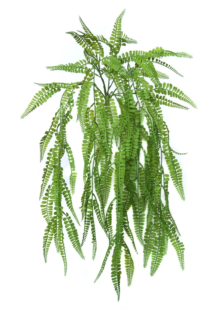 Fern Fabulosa Hanging 65 cm Green