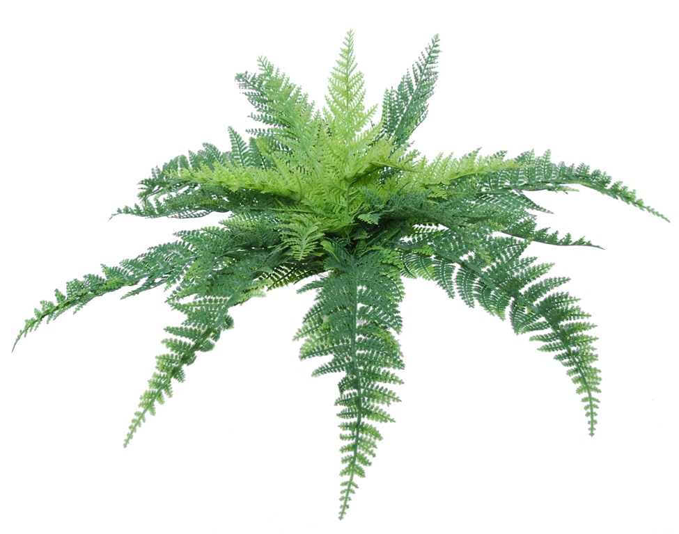 Fern Stratus Medium 30 cm Green 