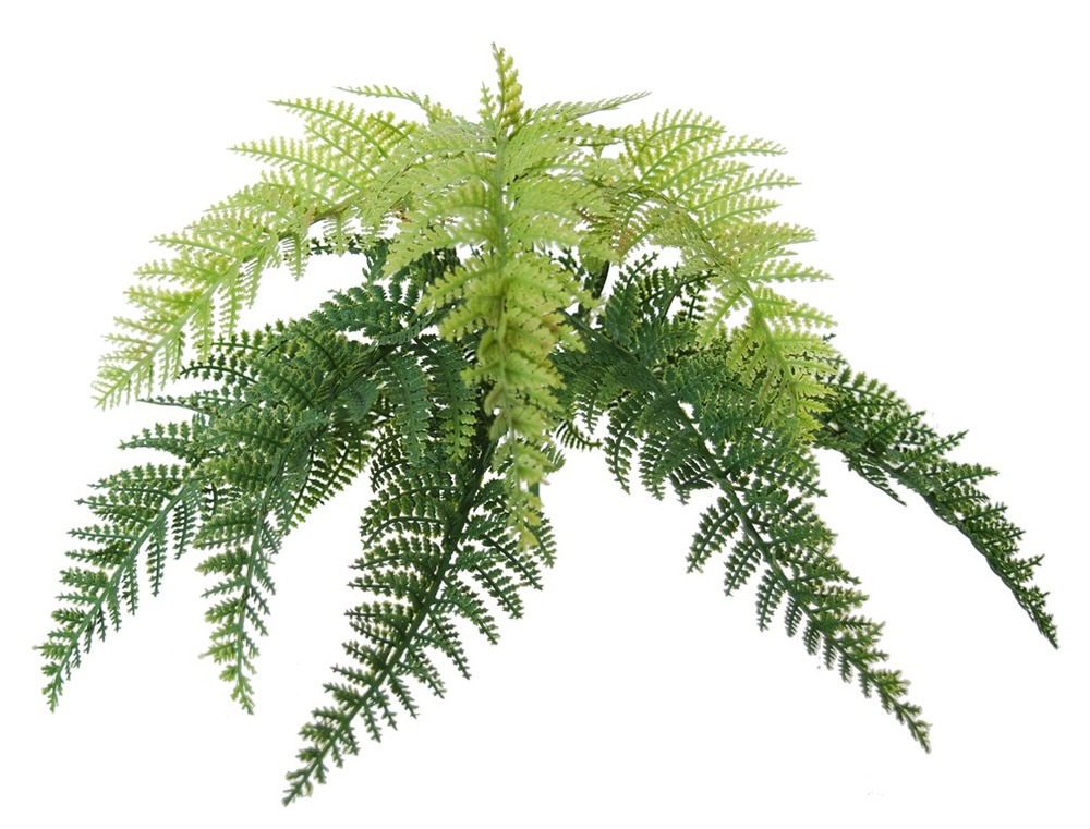 Fern Stratus Small 20 cm Green 