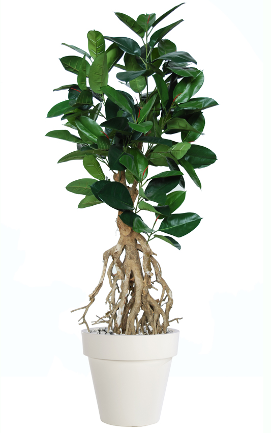 Ficus Elastica Root 