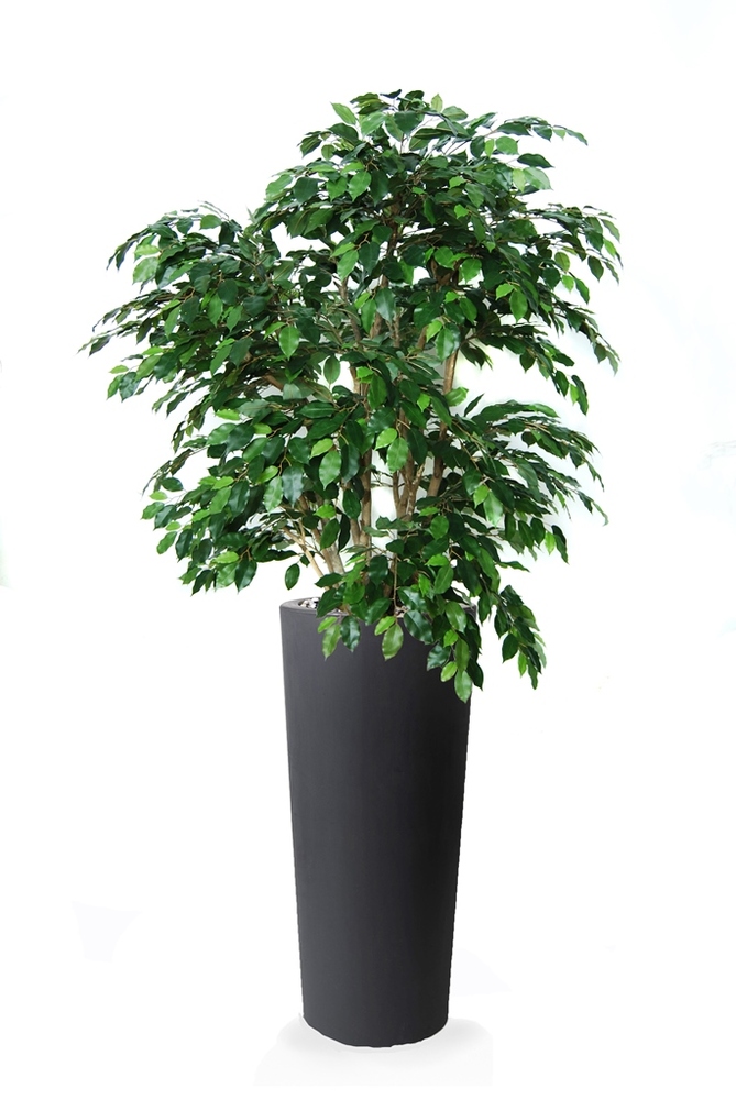 Ficus Exotica Luxury 210 cm Green 