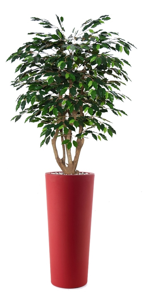 Ficus Exotica Tonic 210 cm Verde