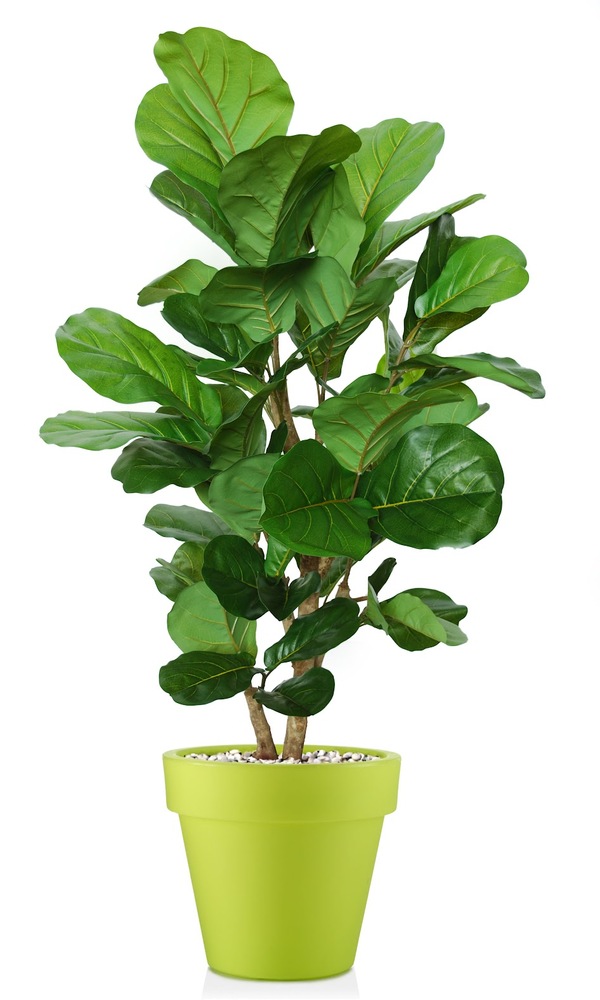 Ficus Lyrata Wild Open 150 cm Verde