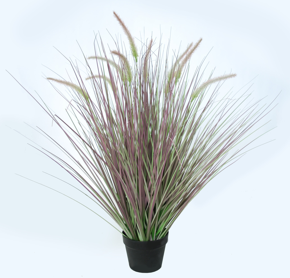 Fountain Grass w pot 90 cm Green Vine 