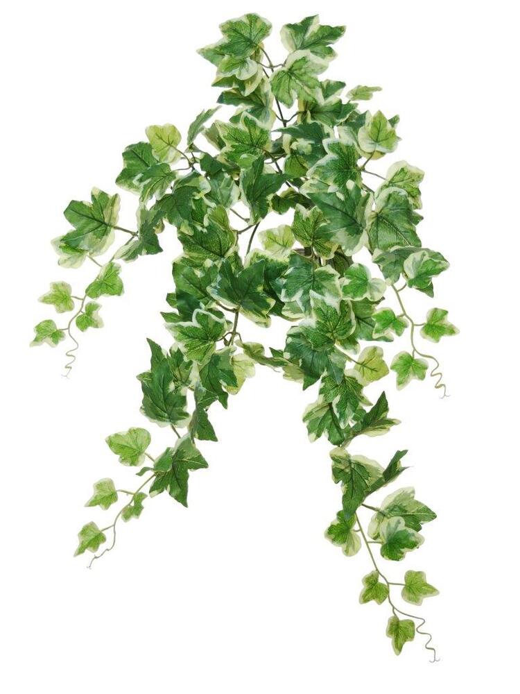 Ivy Bush 70 cm Variegated