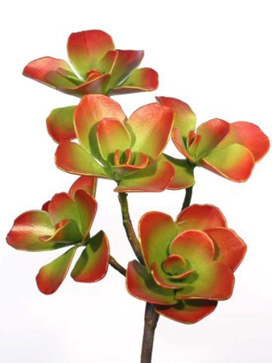 Kalanchoe Butterfly 110 cm Red Green 