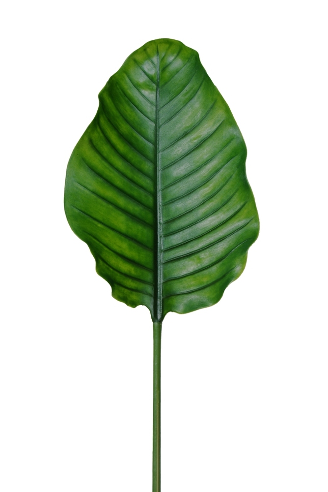 Leaf Bird of Paradise 95 cm Green 