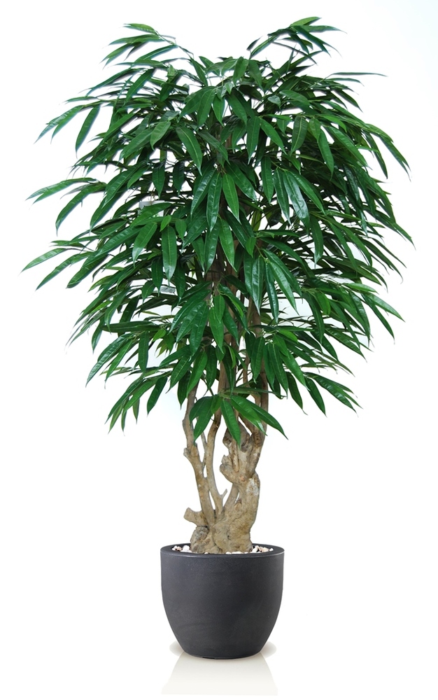 Longifolia Tonic 180 cm Verde