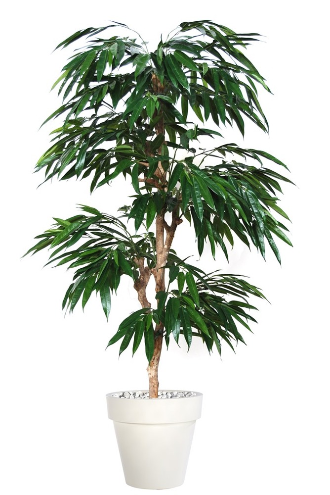 Longifolia Japanese 180 cm Verde