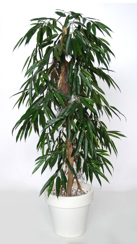 Longifolia Cascade 160 cm Green 