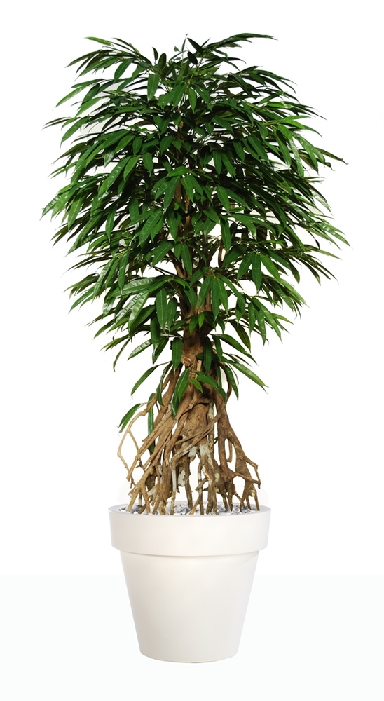 Longifolia Crazy 220 cm Verde