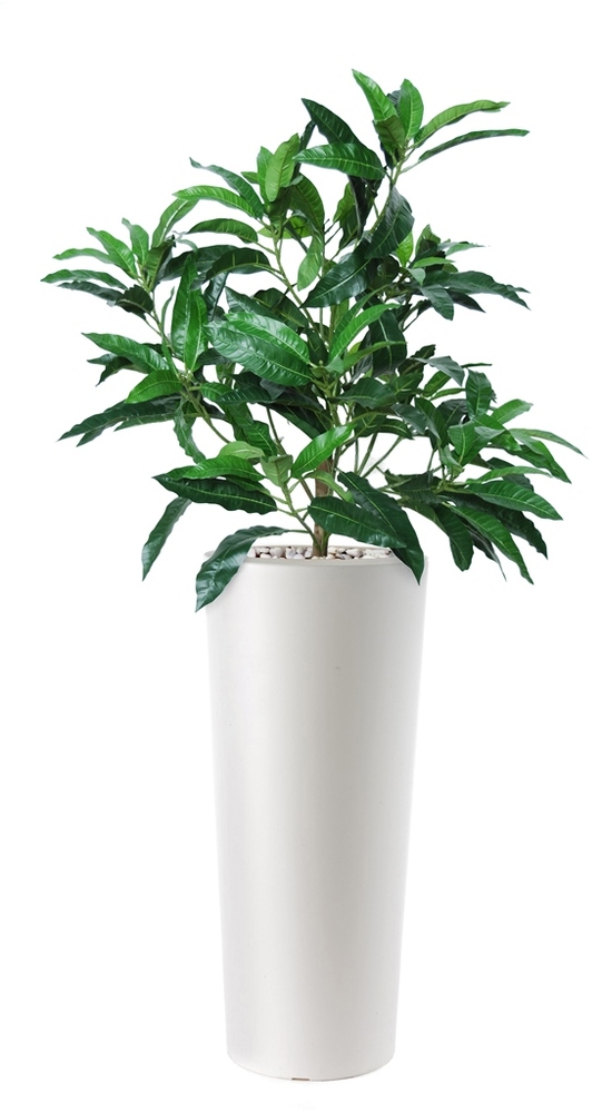 Mango Bush 130 cm Green