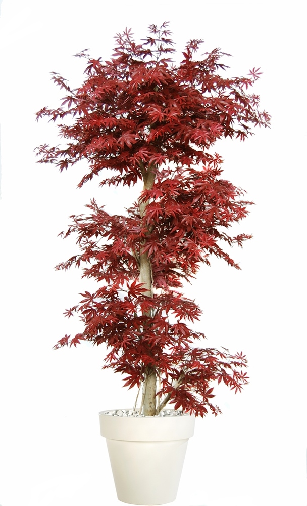 Maple Japanese 220 cm Burgundy