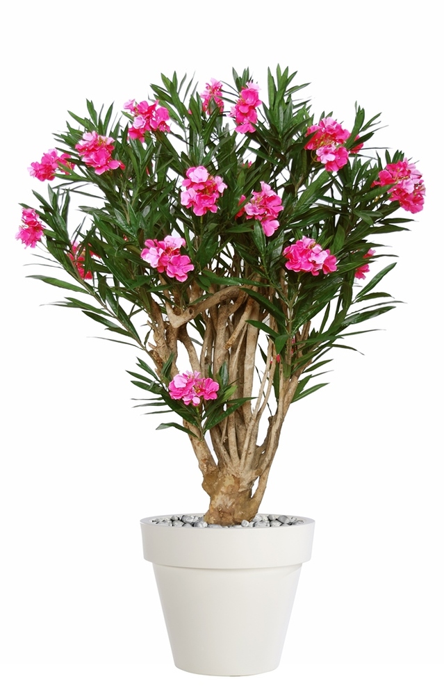 Oleander Giant 180 Cm Rosa 