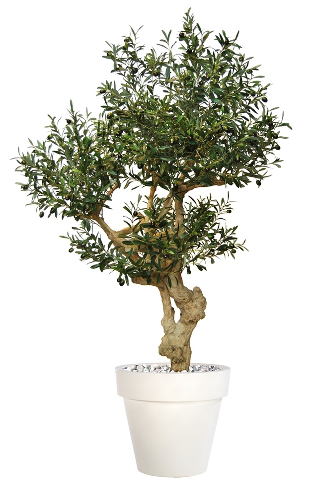 Olive UVR Crown  200 cm Green 