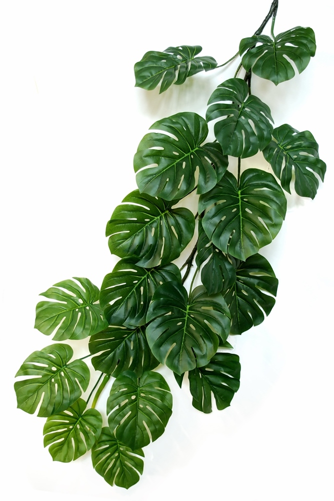 Philodendron Giant 180 cm Green