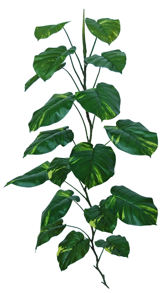 Pothos Giant 180 cm Green