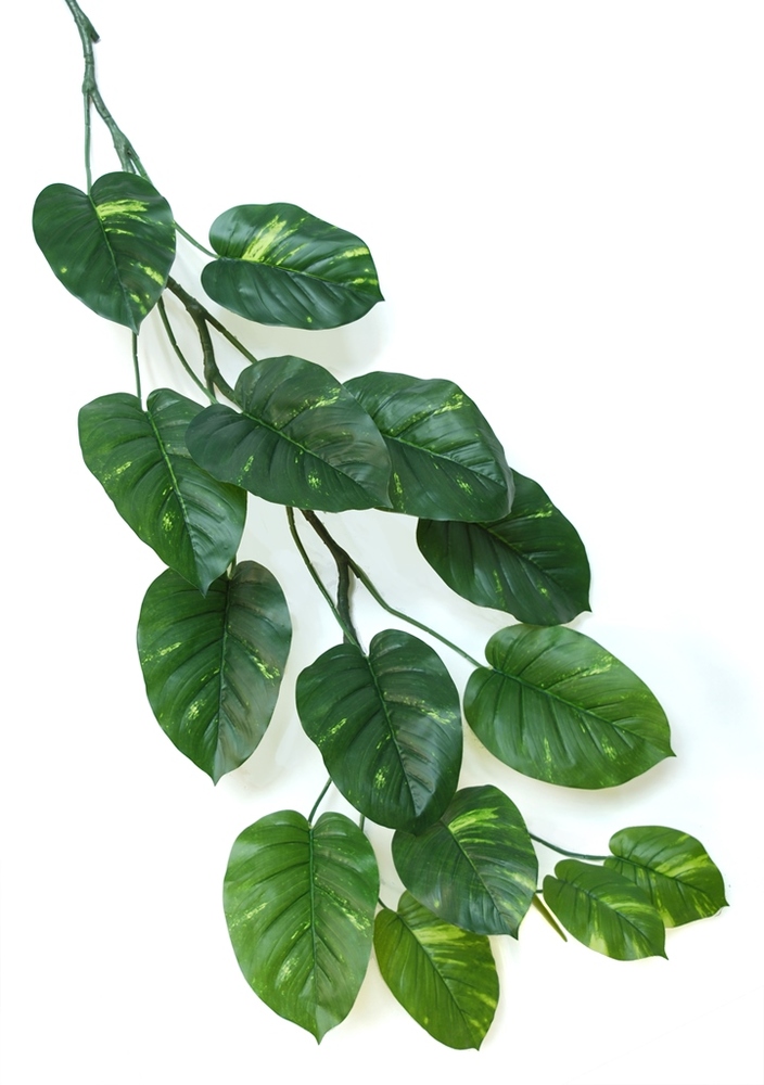 Pothos Vine 140 cm Green