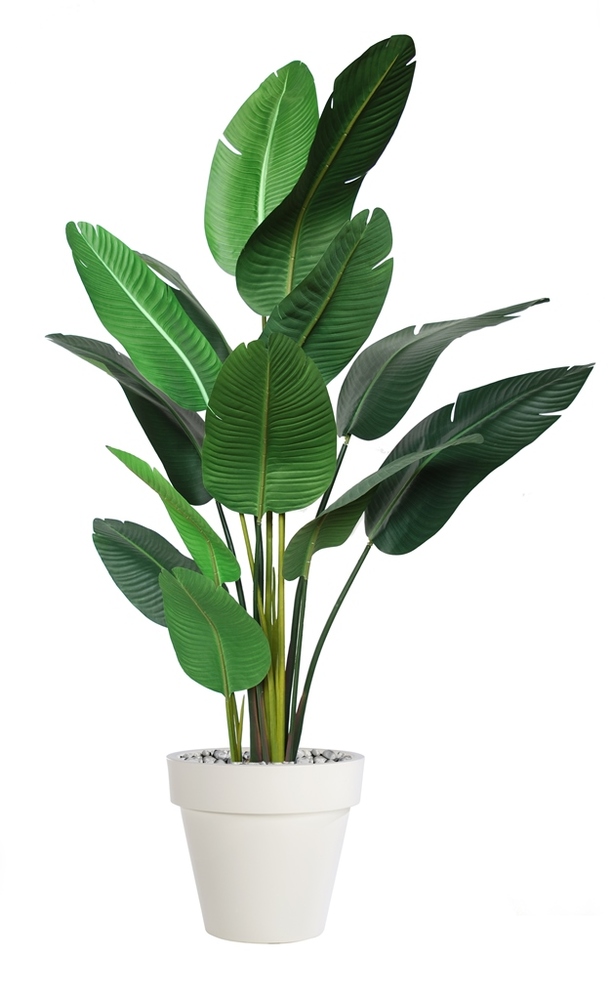 Strelizia Plant 190 cm Green