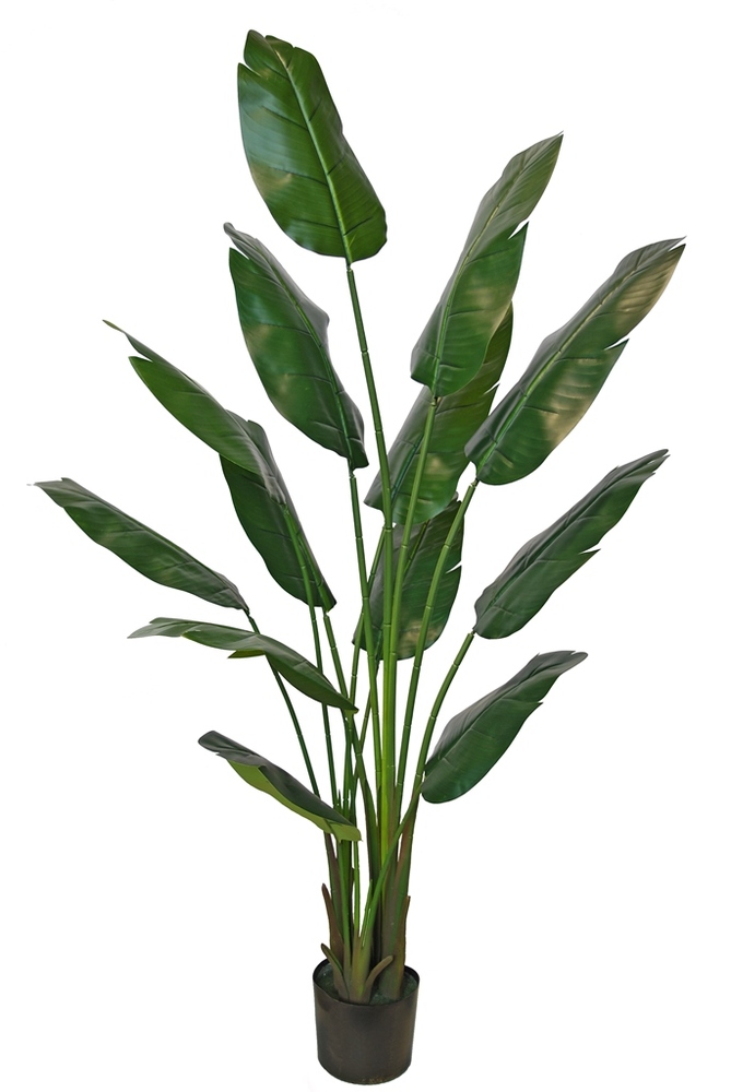 Strelizia Plant Lux w pot 180 cm Green 