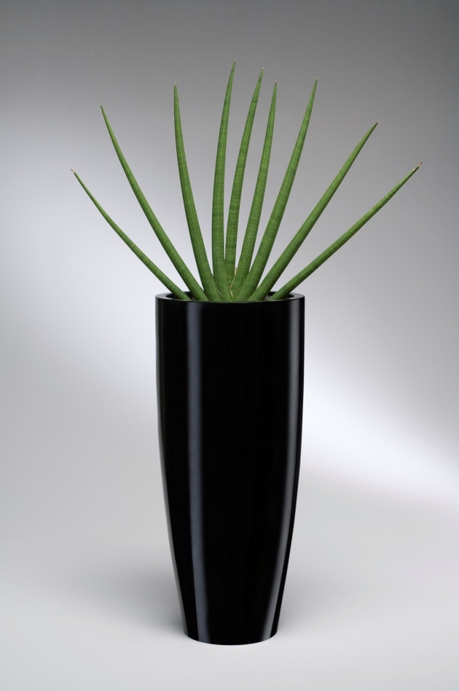Vaso Conico nero con sanseveria cilindrica