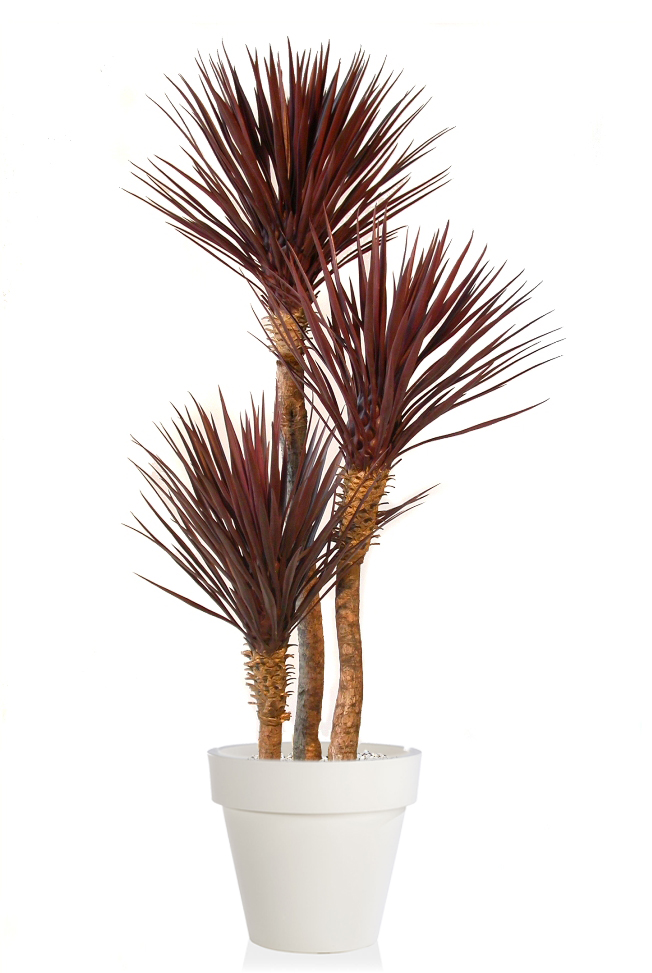 Yucca Set x 3 H 200 cm Burgundy 