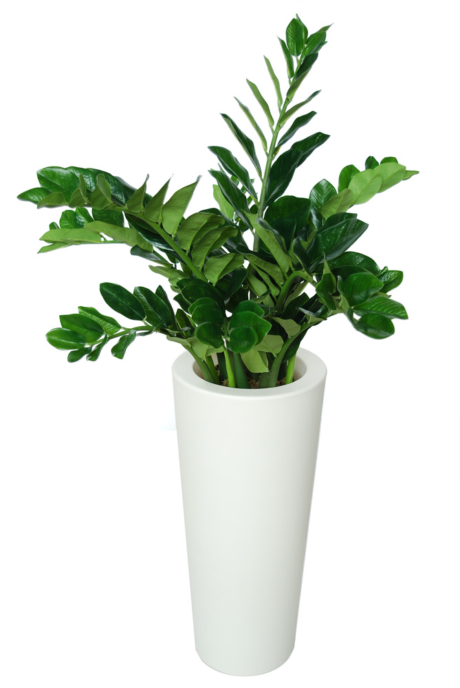 Zamiifolia Robusta 130 cm Green