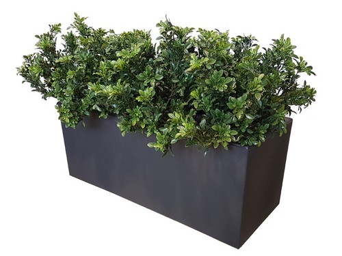 77355 buxus uvr fence 1 m lin 70 cm green 23101uvr 1