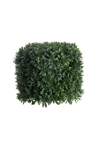 Buxus