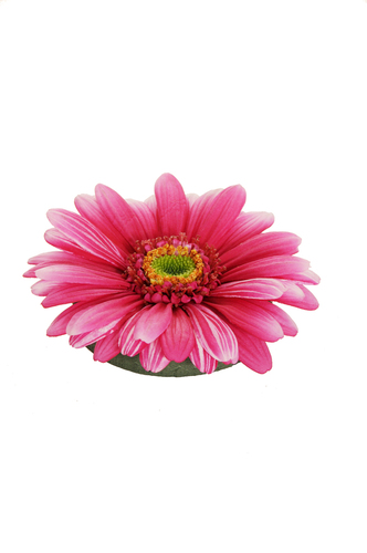 Gerbera rosa