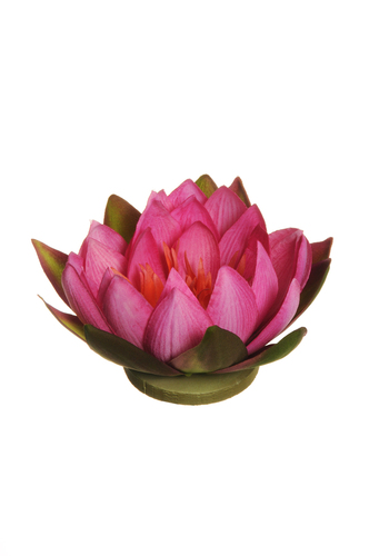 lotus flower