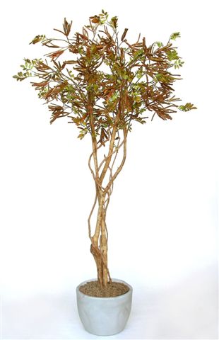 Acacia_Tree_W__Liana_200_cm_Brown_V_1317A01