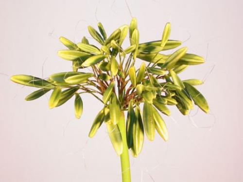 Agapanthus_Fruit_Lime_105_cm_Green_4391GRN