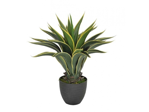 AGAVE attenuata H 60 CM