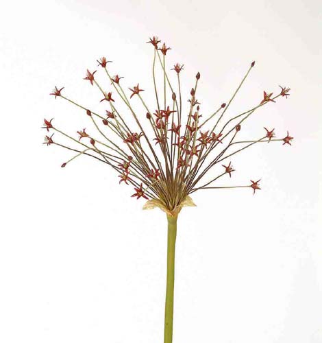 Allium_Shooting_Star_110_cm_Red_1520289