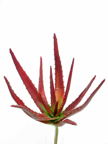 Aloe_Vera_70_cm_Burgundy_4031BUR[1]